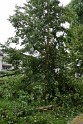 Baum umgestuerzt Koeln Vingst Waldstr P23
